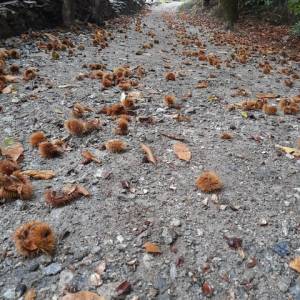 Foto PAROLE DI BELLEZZA. La Via Francigena Renana e la Via Regina: Dongo... Rezzonico... Menaggio / 3 3