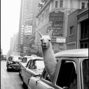 Foto Fotografia è donna e Inge Morath. L’occhio e l’anima: un doppio appuntamento al femminile
 1