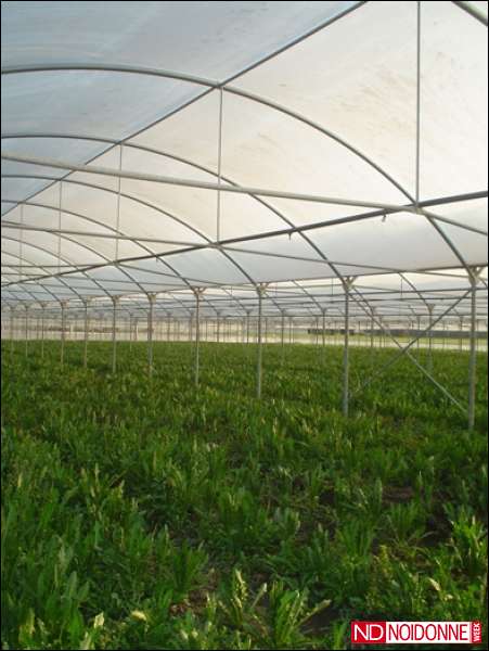 Foto: Agricoltura, laboratorio femminile per l'occupazione.