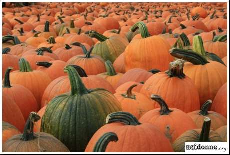 Foto: Cibo d’autunno