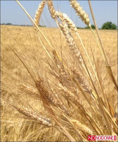 Foto: Efficienza agricola ed empowerment femminile: due priorità per le risorse del globo