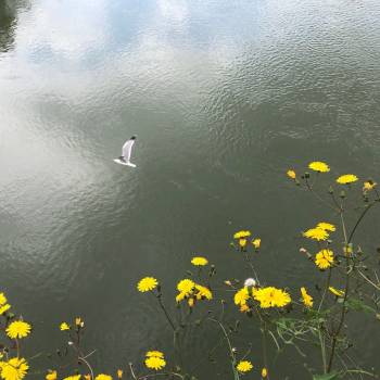 Foto: L’ecologia torna a casa