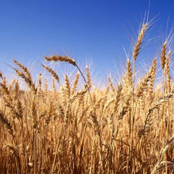 Foto: Premio De@ Terra: l’agricoltura (delle donne) che vince 