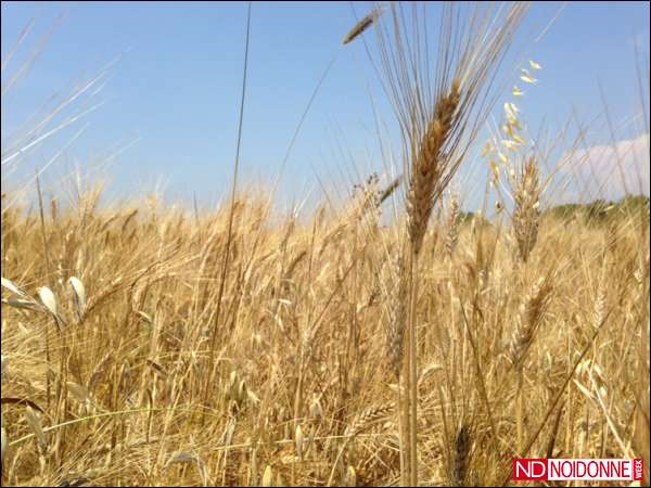 Foto: I numeri delle donne in agricoltura