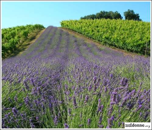 Foto: La lavanda di Donatella 