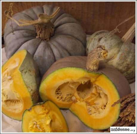 Foto: La zucca, un ortaggio dalle tante virtù