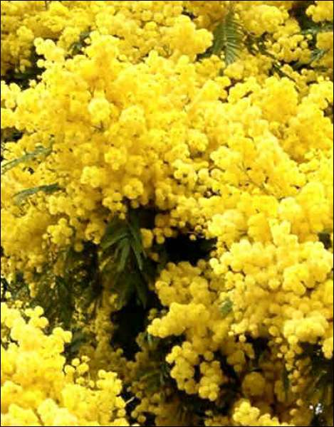 Foto: Mimosa, più fiore che albero!