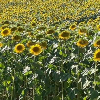 Foto: Terra Madre, Madre Terra