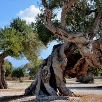 Foto: L'ANTICA VIA APPIA FINO A BRINDISI: è il progetto di Viandando