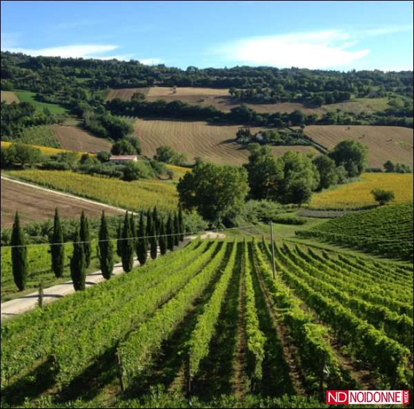 Foto: Otto Marzo in campagna