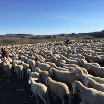 Foto: Le donne della pastorizia: un film le racconta